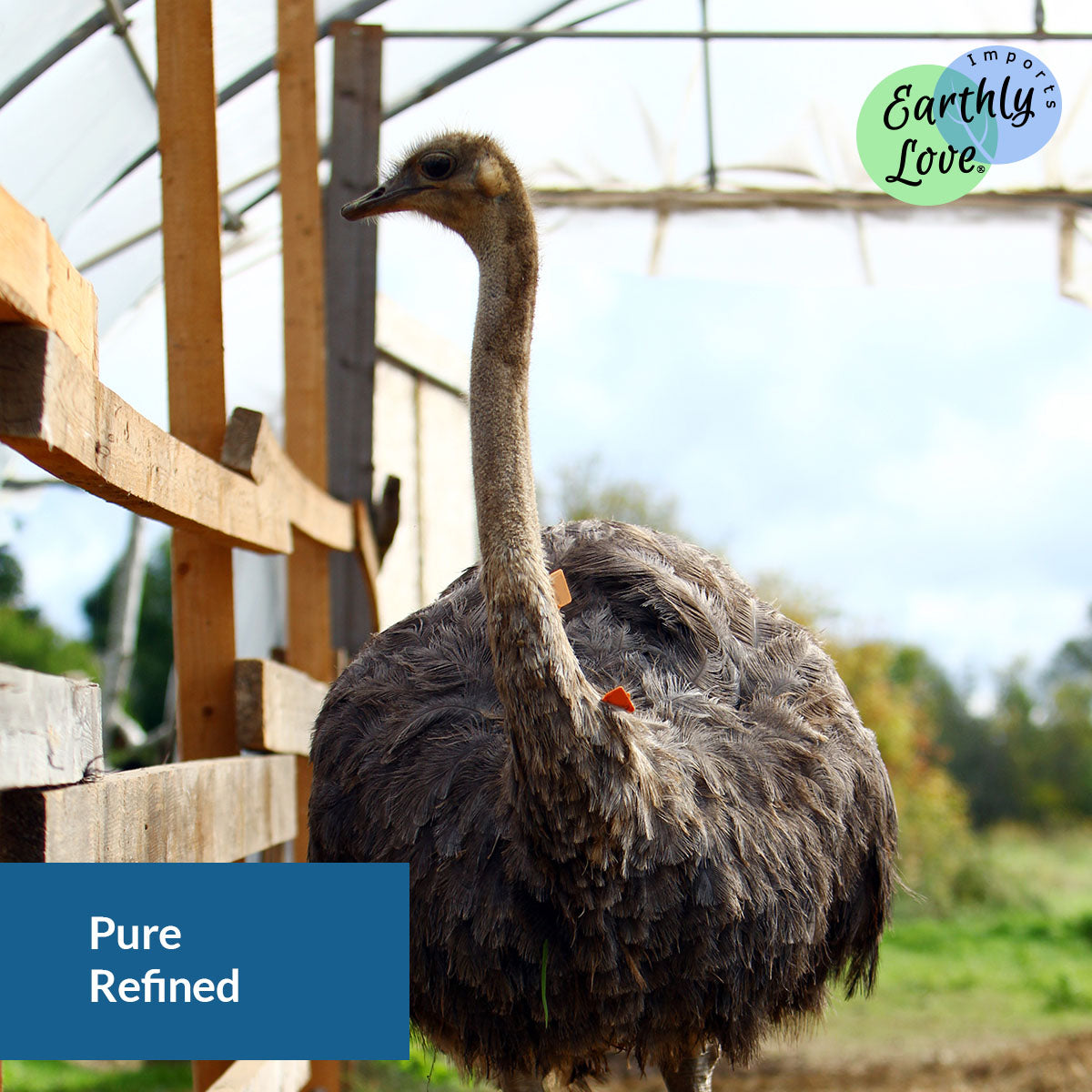 Emu Oil (Refined, Cosmetic Grade)