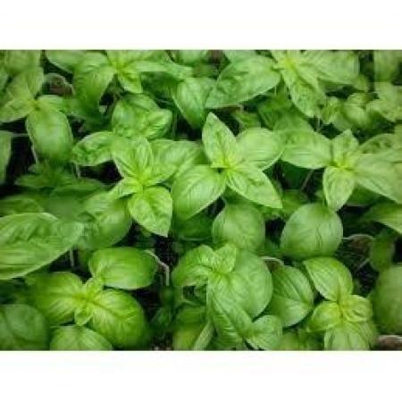 Basil Sweet Essential Oil (Organic)