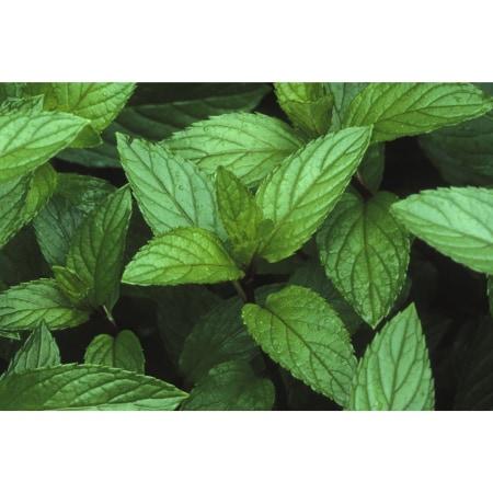 Peppermint Organic Essential Oil